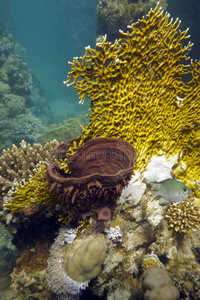 珊瑚礁上有火珊瑚和海绵