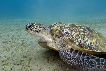 红海底大海龟