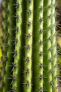 兰扎罗特瓜地萨仙人掌花园stenocereus stellatus