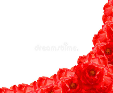 红玫瑰花架