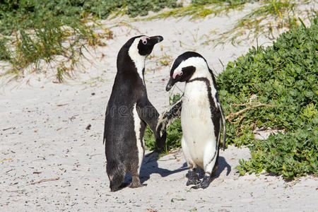 非洲企鹅舞照片