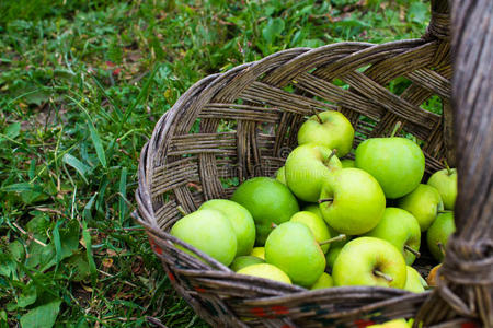 绿苹果放在草地上的篮子里