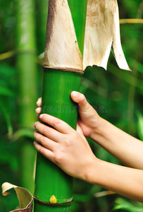 手握竹树图片