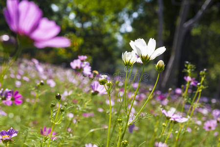 特写白花