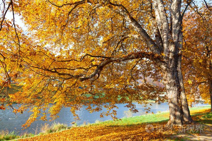 落叶树照片 正版商用图片0ly24r 摄图新视界