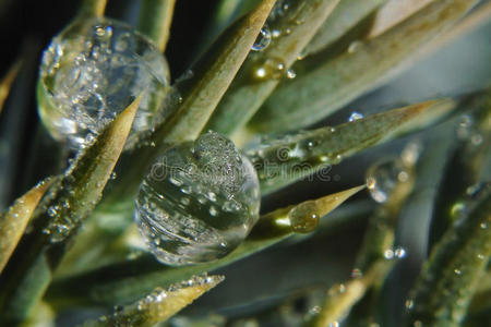 滴针树针上的水滴照片