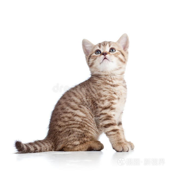 可爱的猫小猫仰望白色的背景照片 正版商用图片0ly2pf 摄图新视界