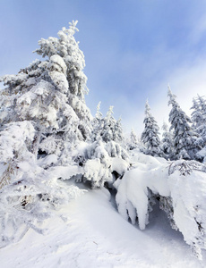 白霜白雪覆盖的树木