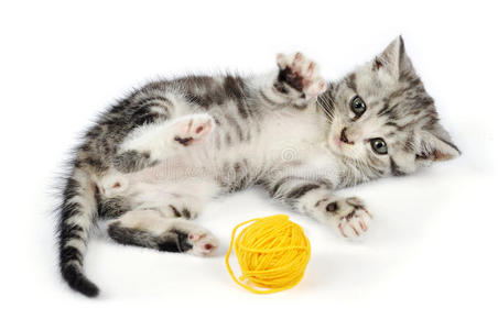小猫玩黄色线索图片