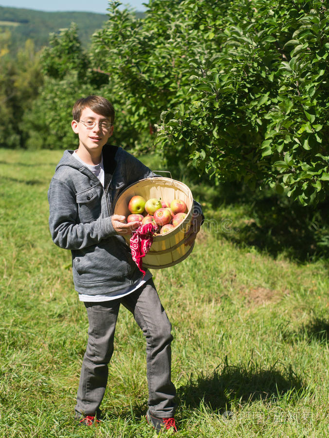 小男孩在苹果园摘水果