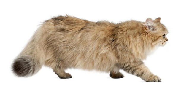 英国长毛猫，4个月大，走路