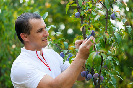 年轻人在树上摘李子照片