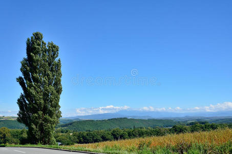 北海道碧伊风景。杨树