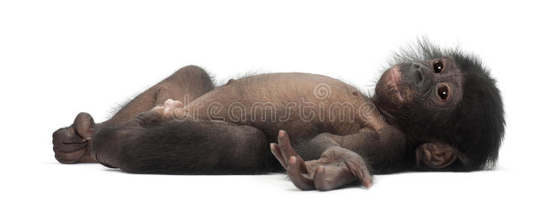 小倭黑猩猩，盘状，4个月大，躺着