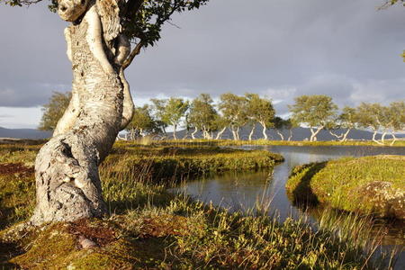 挪威荒野中的桦树图片