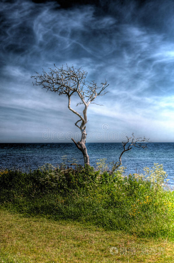 海滩上的枯树