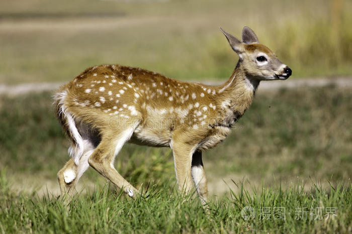 下载小样发票合同问题/举报马鹿母鹿和小鹿鹿小鹿崽休闲鹿森林里的鹿
