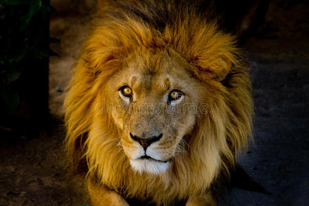 一只年轻狮子的特写肖像