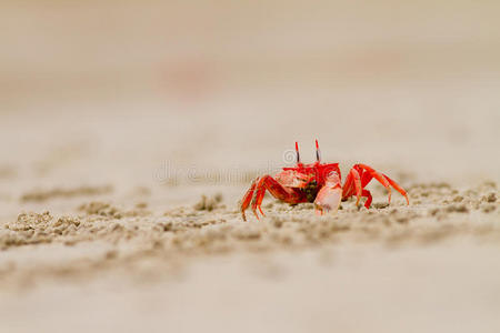 沙滩上的小螃蟹螃蟹在沙滩上红色螃蟹的背景小螃蟹市场上的新鲜螃蟹