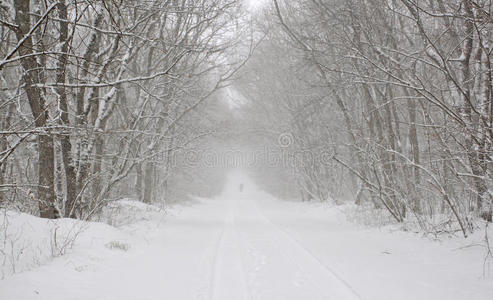 森林中被雪覆盖的道路图片
