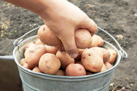 一桶土豆
