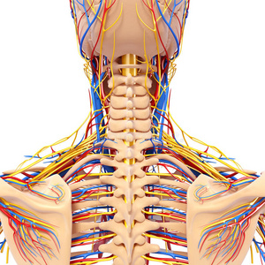 男性头背部视循环系统的解剖学研究插画