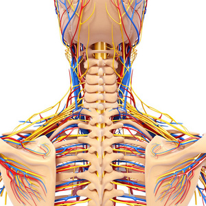 男性头背部视循环系统的解剖学研究