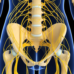 女性背部神经系统骨骼