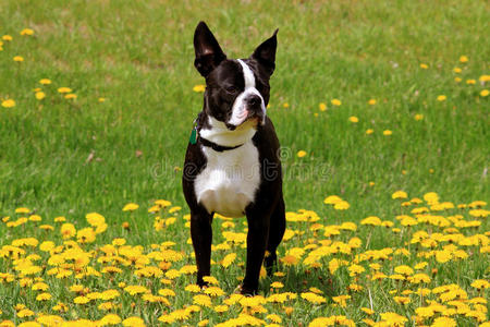 可爱的波士顿猎犬在花丛里