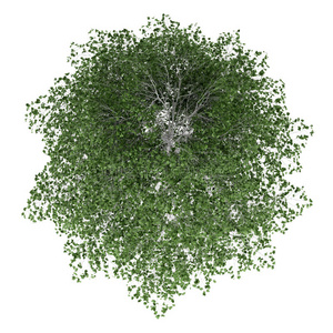 白色隔离白桦树俯视图照片