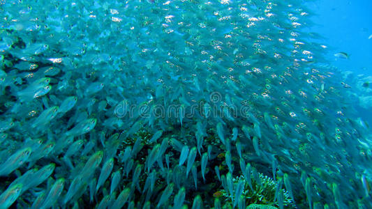 珊瑚礁的玻璃鱼