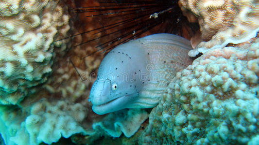 snal灰海鳗照片