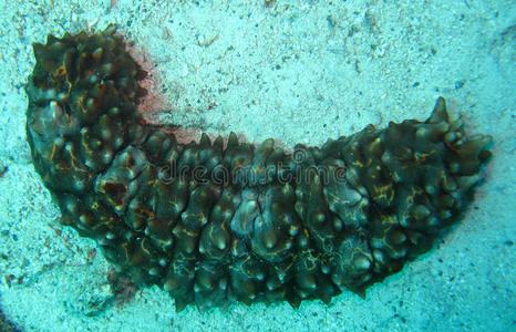 红海沙底海参图片