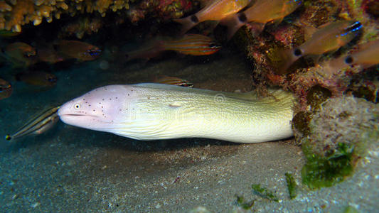 snal灰海鳗照片