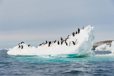 阿德利企鹅从冰山上跳下图片