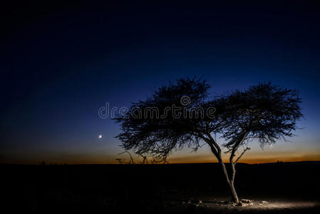 黄昏时沙漠中的一棵树图片