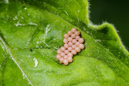 蛲虫卵虫卵照片
