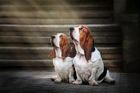两只巴塞特猎犬坐着抬头看亮光