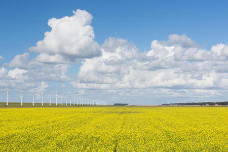 荷兰风轮机在一片黄色的油菜种子地后面