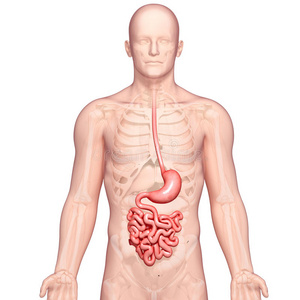 人体胃的解剖