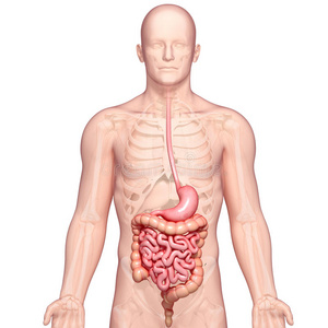 人体胃部位置图位置图片