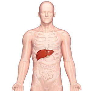 人体肝脏解剖图解