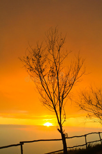 夕阳下的枯树图片