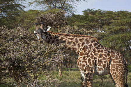 肯尼亚长颈鹿