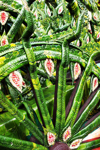棕榈 生活 特写镜头 丛林 分支 颜色 植物 自然 树叶