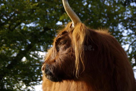 高原毛茸茸的牛的特写镜头