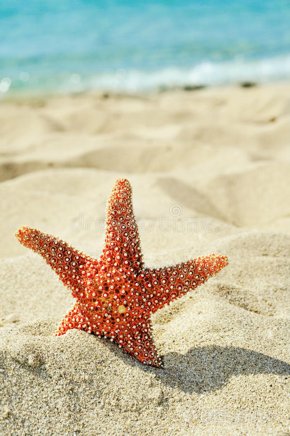海边的海星海滩上的海星海星沙滩上的海星海边的海星沙滩上整齐的贝壳