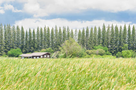 草地 森林 植物区系 照顾 领域 花园 土地 商业 新的