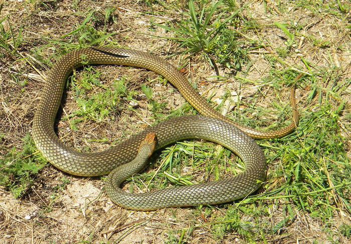 里海鞭蛇6英尺长