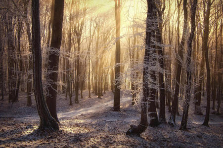 有雾的冰冻森林里的阳光